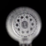 Highly Educated • 25mm Gavel SE